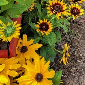 Meet your Posher, Michele